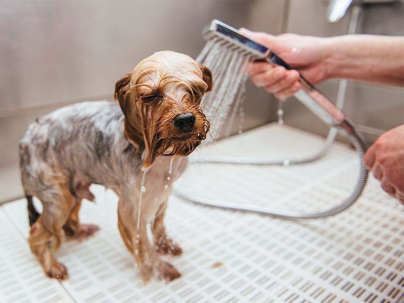 How often should you wash your dog?